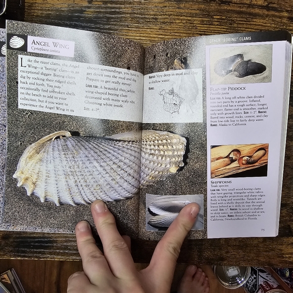National Audubon Society First Field Guide: Shells - Picture 3 of 4